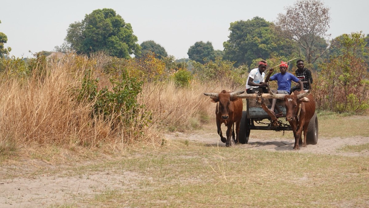 An ox cart on the road in western Zambia